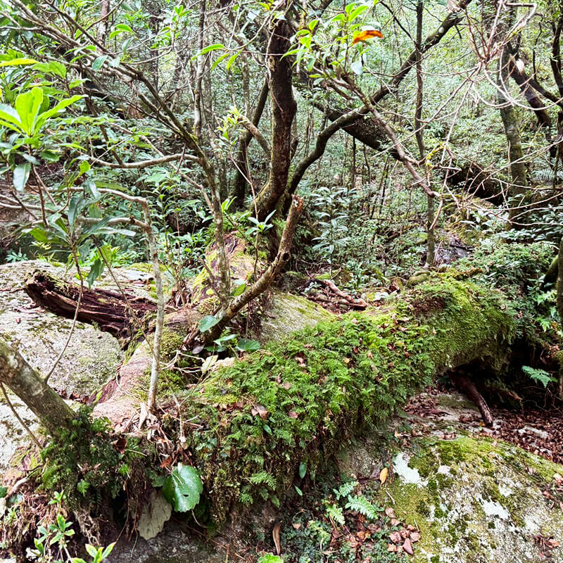 屋久島の豊かな自然