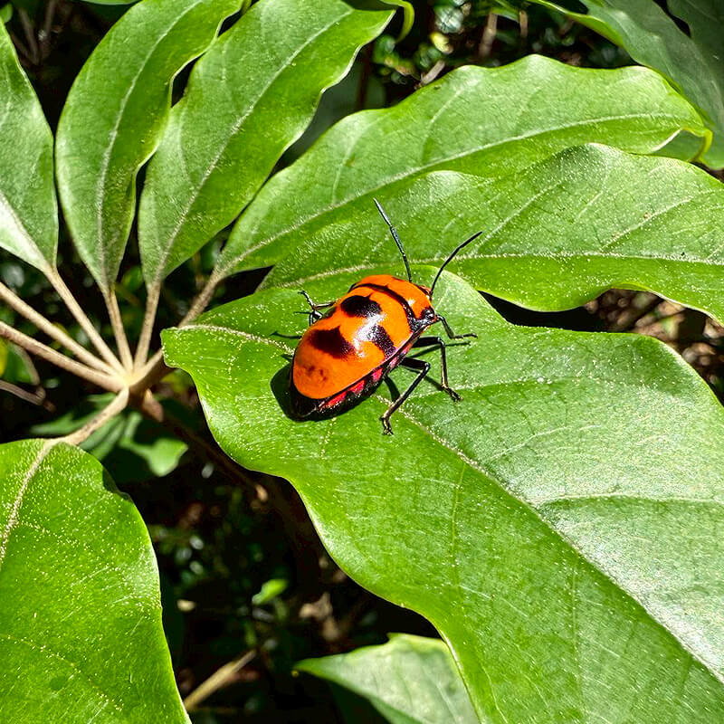 屋久島の豊かな自然